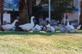 Life in modern city - geese walk on lawn, in background urban infrastructure.