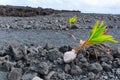 Life in Motion: Young Coconut Palm Trees on a Volcanic Terrain Royalty Free Stock Photo