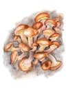 From the life of mushrooms, family honey agaric , edible mushrooms.