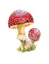 From the life of mushrooms, fly agaric mushrooms, poisonous mushrooms