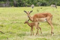 Life - Nyala - Tragelaphus angasii