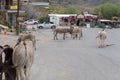 Historic mining town, Oatman Arizona