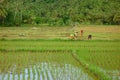 Rice field work