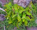 Life Plant growing wild in Rodrigues Island, Mauritius Royalty Free Stock Photo