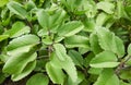 life plant or miracle leaf Bryophyllum pinnatum. Royalty Free Stock Photo