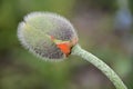 Life of a Poppy Flower- bud closeup Royalty Free Stock Photo