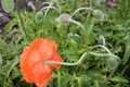 Life of a Poppy Flower- intertwined stems