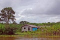 Daily Life in The Rainforest