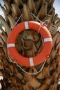 Life Ring Buoy Hanging on A Palm Tree Royalty Free Stock Photo