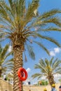 Life ring hanging on the date palm trunk