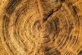 Life Rings of old log Royalty Free Stock Photo