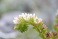 Close-up shot of full-color flowers, used for advertising, printing, travel, flower product introduction,