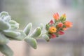 Close-up shot of full-color flowers, used for advertising, printing, travel, flower product introduction,