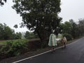 Life in rural India-village life-man covering head with plastic shade due to monsoon season taking cow for grazing