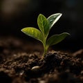 Captivating photograph of a seeding plant reaching towards the light. Generative Ai