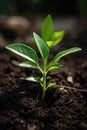 Captivating photograph of a seeding plant reaching towards the light. Generative Ai