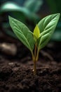 Captivating photograph of a seeding plant reaching towards the light. Generative Ai