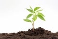 Captivating photograph of a seeding plant reaching towards the light. Generative Ai