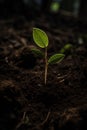 Captivating photograph of a seeding plant reaching towards the light. Generative Ai