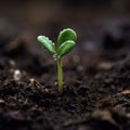 Captivating photograph of a seeding plant reaching towards the light. Generative Ai