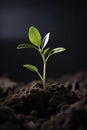 Captivating photograph of a seeding plant reaching towards the light. Generative Ai