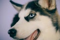 Life is short, play with your dog. Husky with blue eyes and wolf like look. Husky dog. Cute pet dog. Siberian husky is a