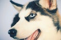 Life is short, play with your dog. Husky with blue eyes and wolf like look. Husky dog. Cute pet dog. Siberian husky is a