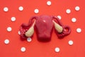 Life-size anatomical model of the uterus with appendages is on a red background surrounded by white tablets. Concept photo of pain Royalty Free Stock Photo