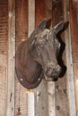 Life size metal horse head is attached to the wooden wall of the barn