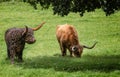 Life size metal sculpture of Highland long horn cow alongside a real Highland cow in a field in Somerset, Royalty Free Stock Photo