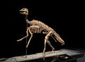 Life size skeleton of Edmontosaurus in museum