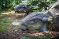 Ankylosaurus dinosaur statue