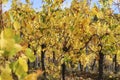 Life, sky, autumn, vineyards, grape harvest