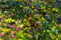 Flower Meadow With Colorful Flowers