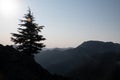 The life story of a spruce tree struggling to survive in the cliffs