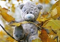 Life of the teddy-bear Royalty Free Stock Photo