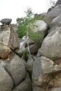 Lonely birch grows amongst large stones