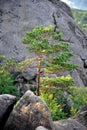 Lonely pine growing among the rocks Royalty Free Stock Photo