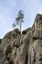 Life of trees among the rocks. Royalty Free Stock Photo