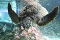 Life of turtle in Acquario di Genova Royalty Free Stock Photo