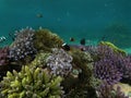 Life Of Underwater At Lembongan Island, Bali. Royalty Free Stock Photo