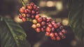 Lifecycle of a coffee seed. Royalty Free Stock Photo