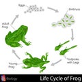 Lifecycle of Frog