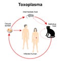 Lifecycle of Toxoplasma gondii