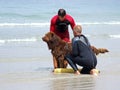 Lifeguard Dog Royalty Free Stock Photo