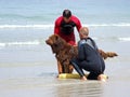 Lifeguard Dog