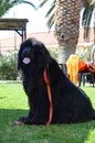 A Lifeguard dog Royalty Free Stock Photo