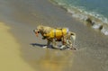 Lifeguard dog, rescue demonstration with the dogs in the beach Royalty Free Stock Photo