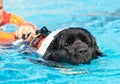 Lifeguard dog Royalty Free Stock Photo