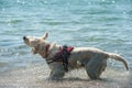 Lifeguard dog shake off water after swim Royalty Free Stock Photo